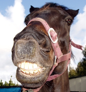 horse-smiling.jpg?w=280